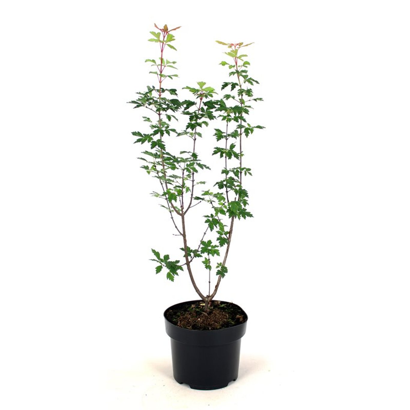 Acer griseum - C5 50-60 CM